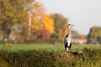 Reiher am Grabenrand mit Herbstfarben als Hintergrund