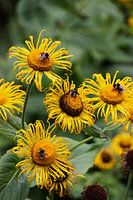 Bienen auf Sonnenhüten