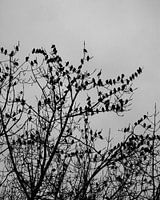 Birds in the tree