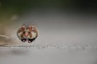 Running Hamster