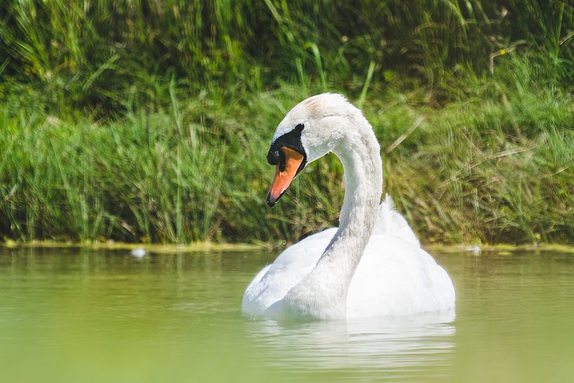 Un cygne sur l'eau par Bart Vermeiren