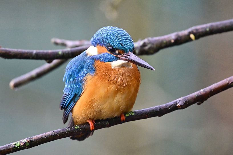 Eisvogel von Bernhard Kaiser