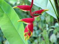 Lézard Anolis sur une fleur d'Heliconia