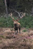 Un cerf rouge sur la Veluwe