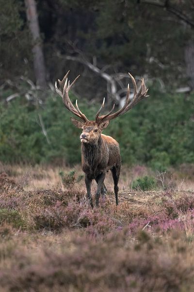 Un cerf rouge sur la Veluwe par Davey Bogaard