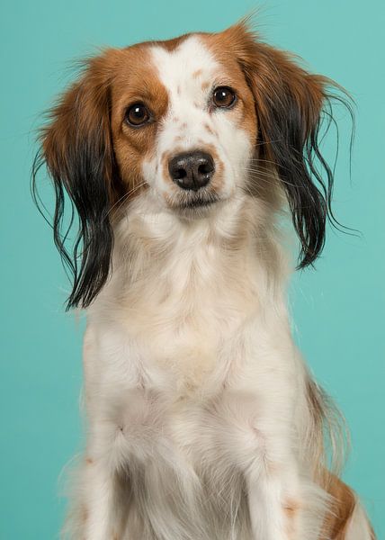 Kooikerhondje in blue by Elles Rijsdijk