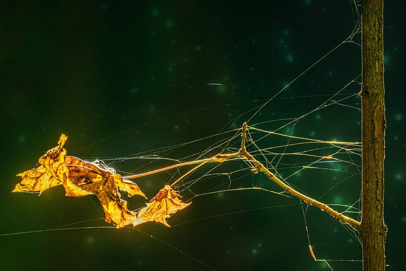 Landschaft Blumen / Blumenwiese von Johnny Flash