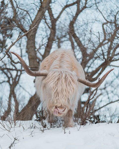 Schottischer Highlander im Schnee von Jonai