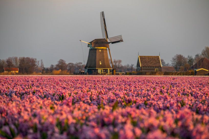 Pink explosion von peterheinspictures