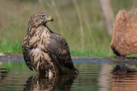 Juvenile goshawk at Lemelerberg