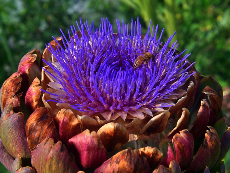 Artischocke 1 von Edgar Schermaul