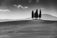 Gruppe von Bäumen mit Kreuz in der Toskana in schwarz und weiß