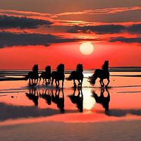 Friesenpferde bei Sonnenuntergang