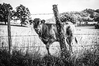 Frankrijk, Limousin Koe