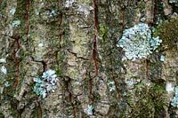 Abstrakte Kunst aus der Natur