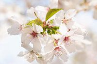 Branche de fleurs de rêve