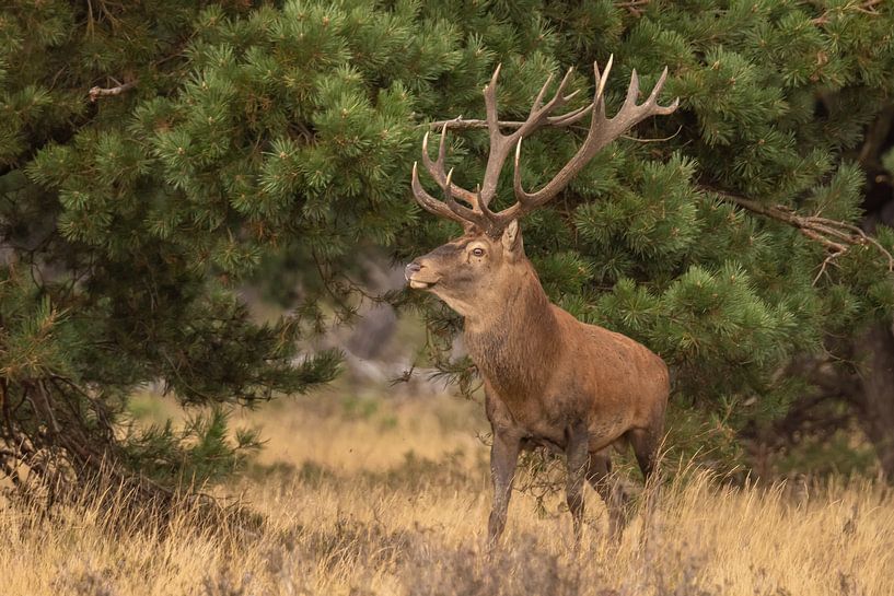 Deer on the Hoge Veluwe, rutting season by Gert Hilbink