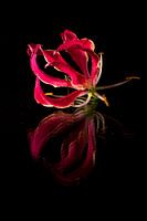 Rosa Blume mit Reflexion.