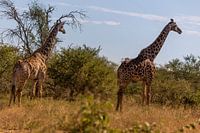 Afrikaanse Giraffen