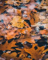 Herbstblätter in der Stille