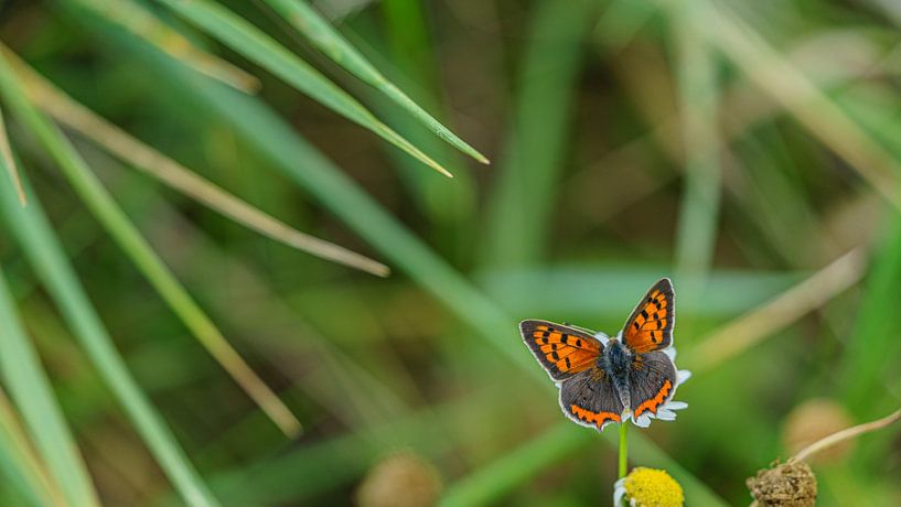 Small Firefly enjoys the nectar by Eagle Wings Fotografie