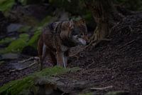 Loup gris dans la forêt