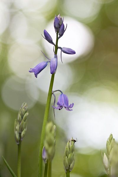 Lente in het bos by Teuni's Dreams of Reality