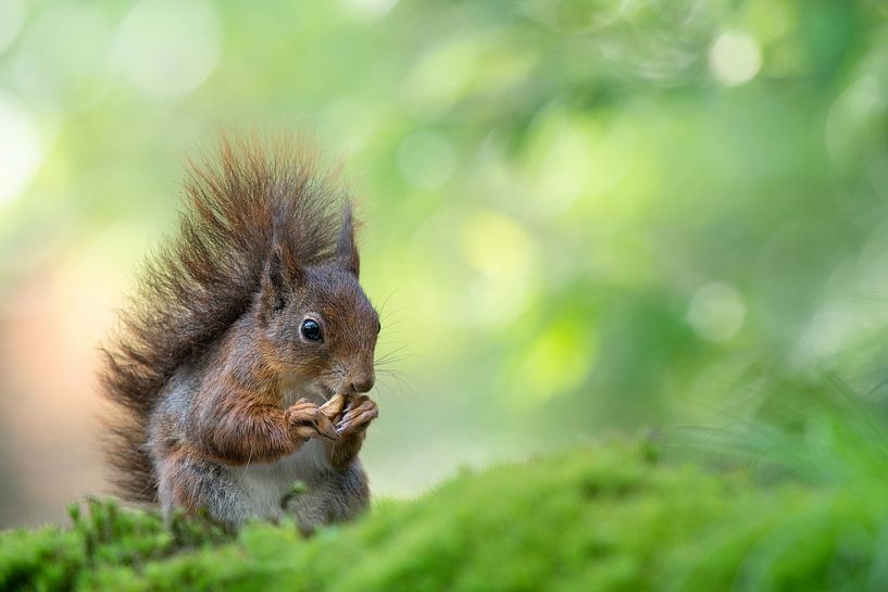 Red squirrel by Elles Rijsdijk