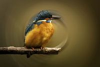 artful kingfisher