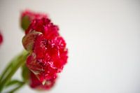 Französische Tulpen in den Niederlanden