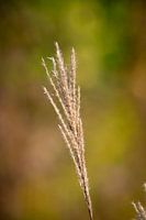 Detailaufnahme Schilf