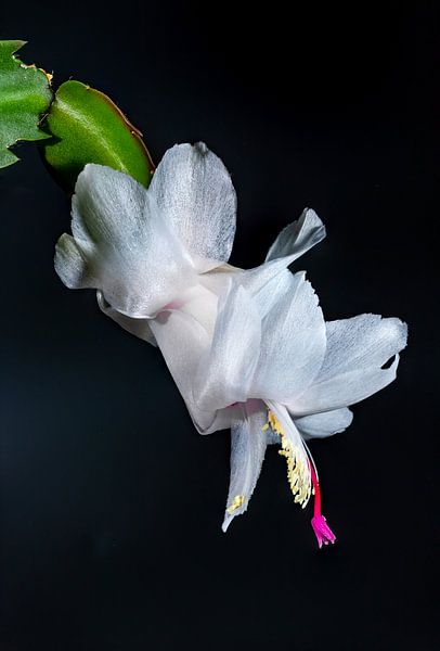 Lid cactus wit van Henry Nijen Twilhaar