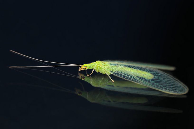 Gaasvlieg reflectie op raam von Amanda Blom