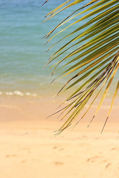 Plage tropicale par Lisette van Oosterhout