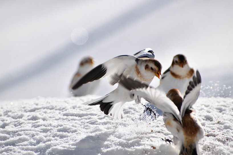 Snow buntings in winter by Claude Laprise