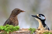 Merel en bonte specht