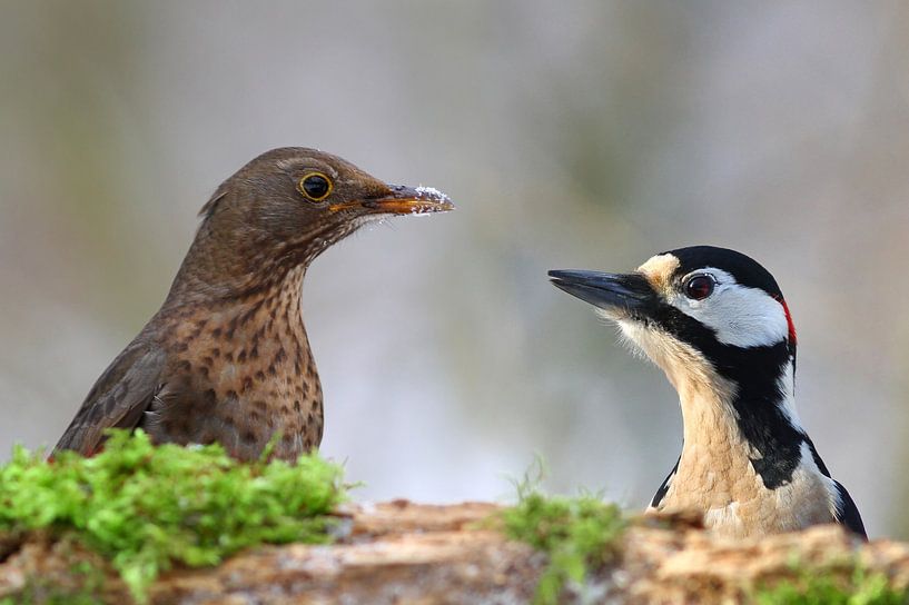 Blackbird and spotted woodpecker by Heiko Lehmann
