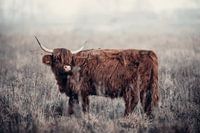 Scottish Highlander in the Hoeksche waard | Strijensas