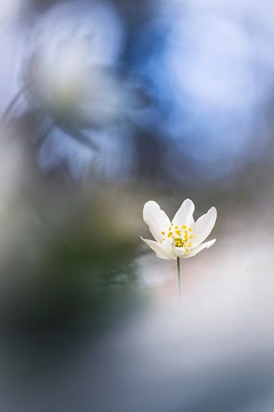 Fröhliche Anemonen von Bob Daalder
