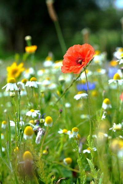 A field of colourful flowers by Michel Geluk