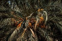 Feuilles de palmier espagnol à Valence