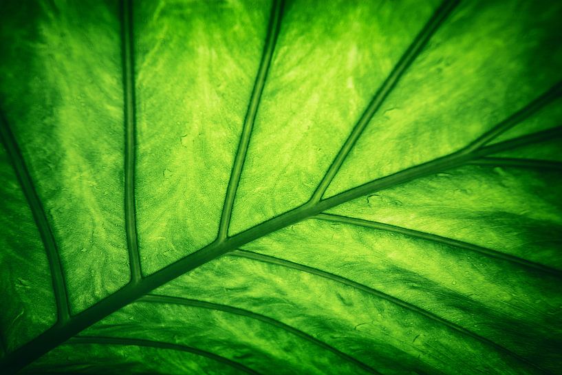 Blatt - Grün von Jacqueline Lemmens