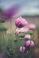 Poppy - dream in pink