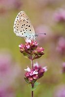 Large Blue, Phengaris arion