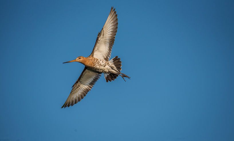 Black-tailed godwit by Johan Vet