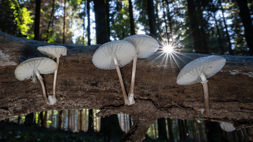 Shining Star and the porcelain fungus by Uwe Ulrich Grün