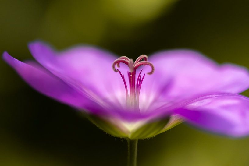 Storchschnabelblüte von Naturdetail Fotografie