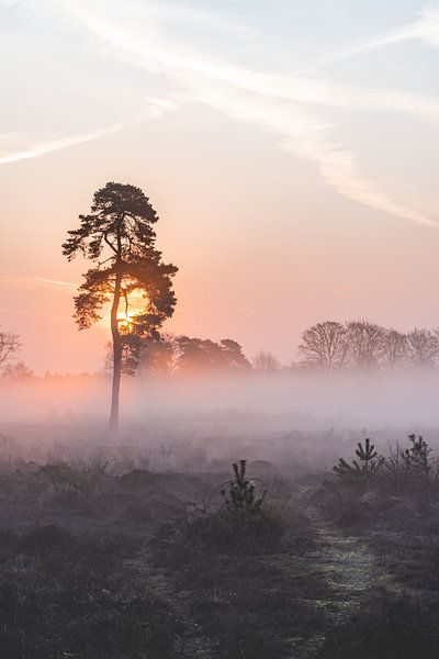 De zachte zonnestralen in een mistige ochtend von Albert Lamme