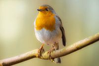 Rotkehlchen auf einem Ast