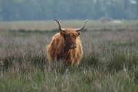 Schottischer Highlander im Sumpfgebiet.